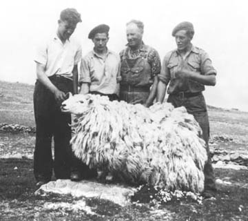 RonaSheep.jpg (26978 bytes)