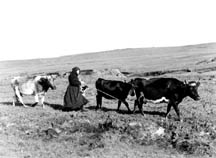 cattle.jpg (15993 bytes)